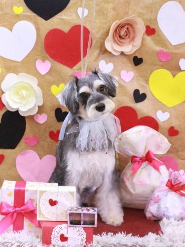 20230216パピコくん